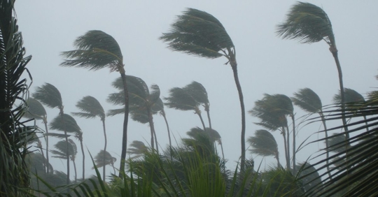 trees blowing in storm